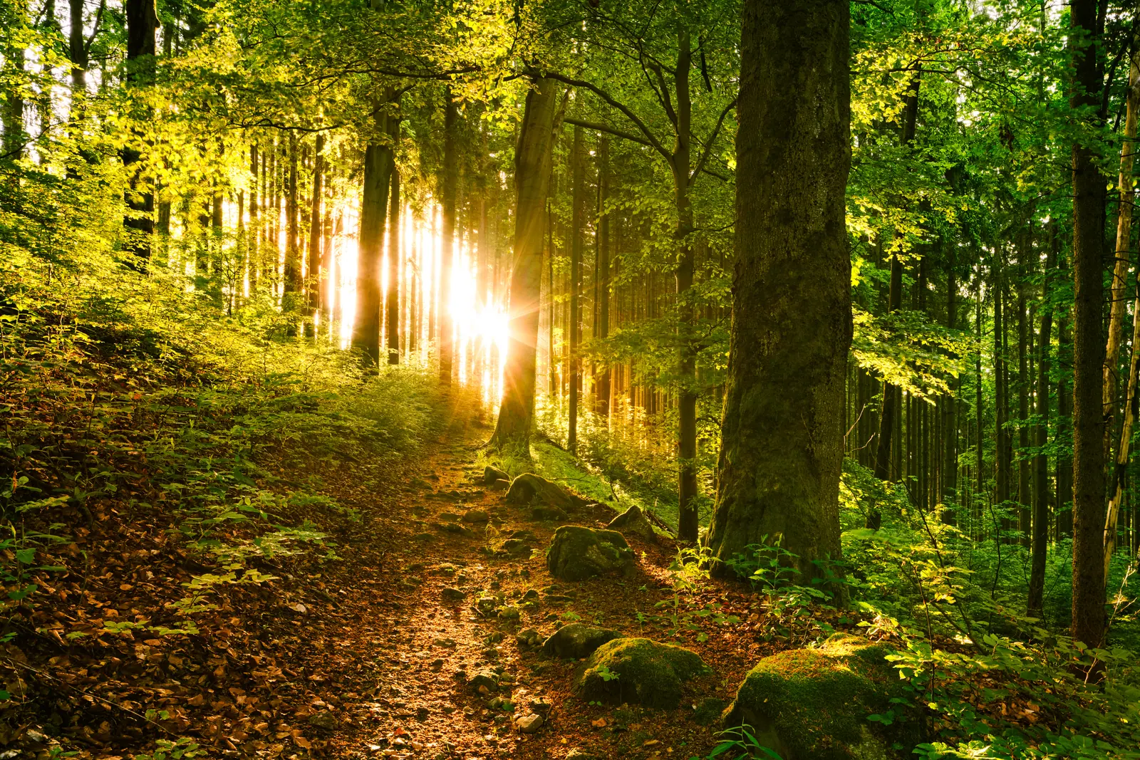 Forest path between tall trees, lit by low sunlight