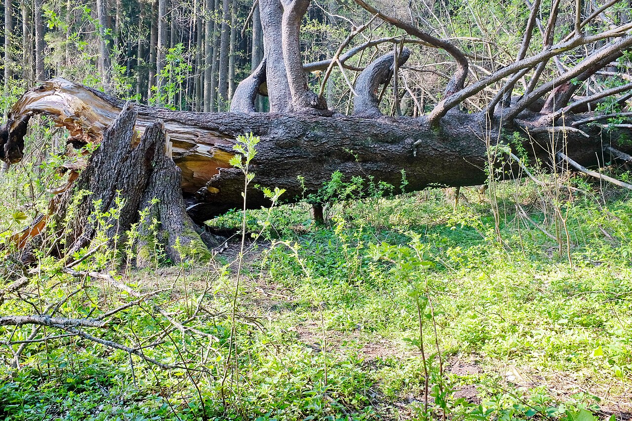 König der Fichten